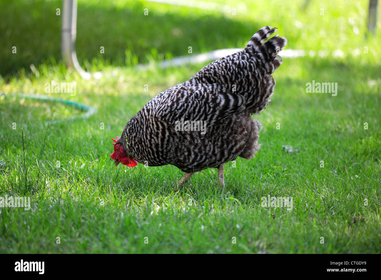 Plymouth Rock oder Dominique Huhn auf Nahrungssuche auf einer Rasenfläche. Stockfoto