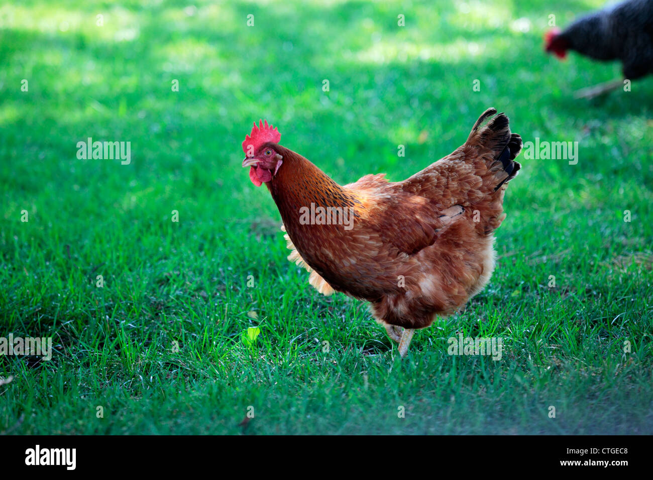 Rhode Island Red Huhn auf dem Rasen, mit einem Huhn Plymouth Rock im Hintergrund. Stockfoto