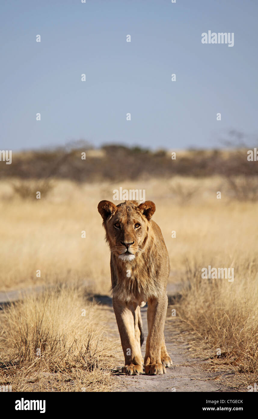 Panthera Leo, Löwe in Central Kalahari Game Reserve, Botsuana Stockfoto