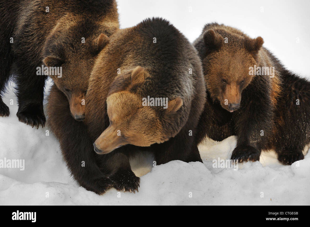 Familie der eurasischen Braunbären (Ursus Arctos Arctos) weiblich mit zwei zwei-jährigen Jungen im Schnee im Frühjahr Stockfoto