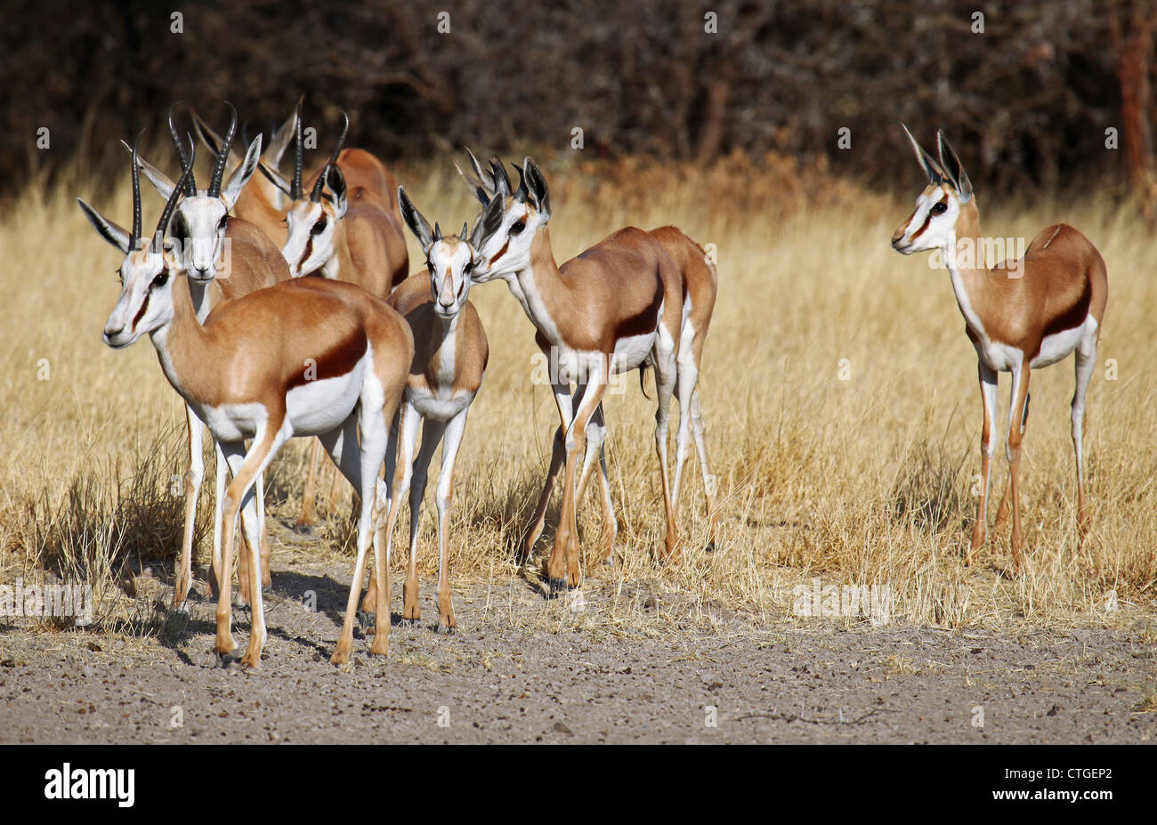 Springböcke, Central Kalahari Game Reserve, Botsuana, Tierwelt Stockfoto