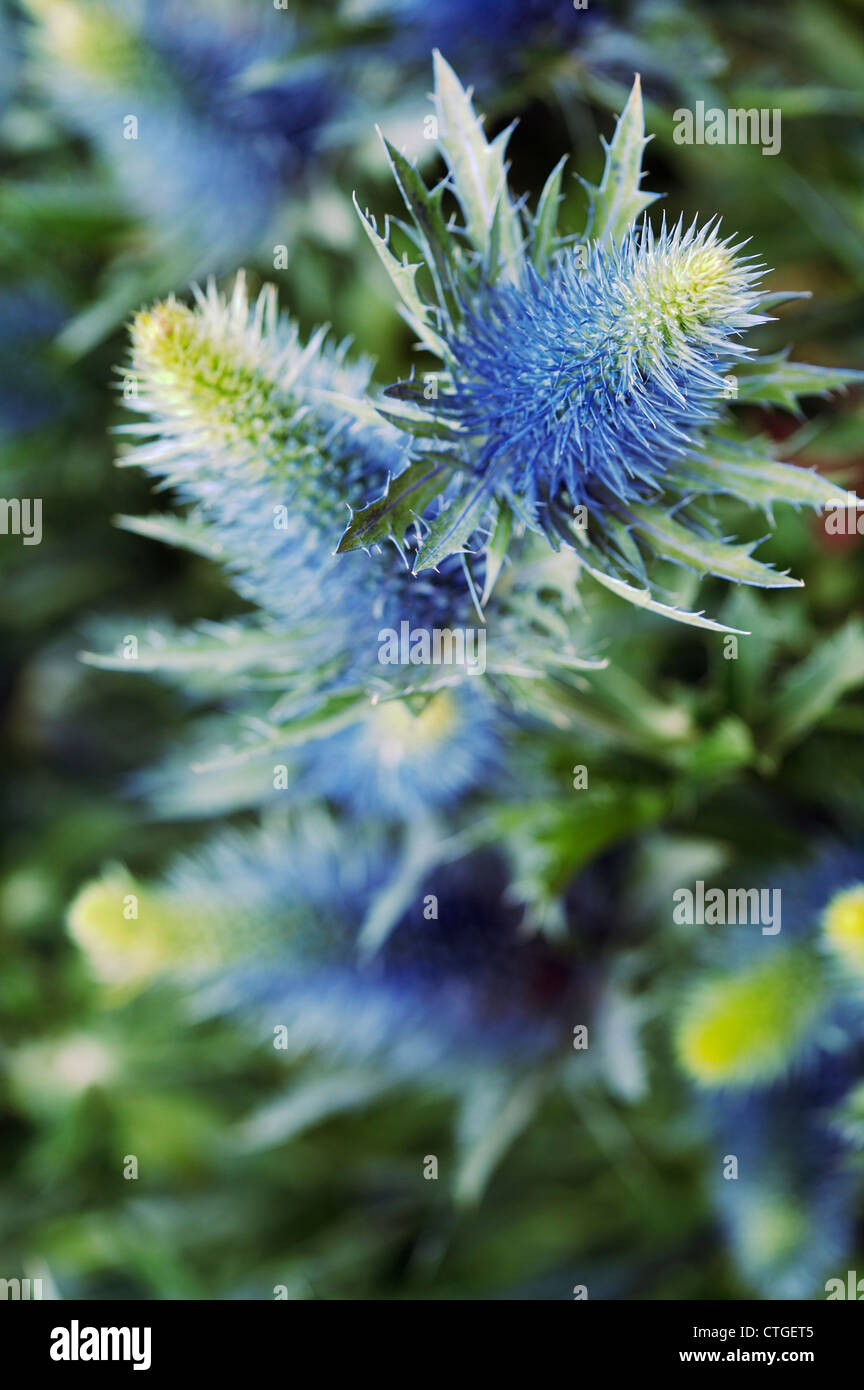 Eryngium, Meer holly Stockfoto