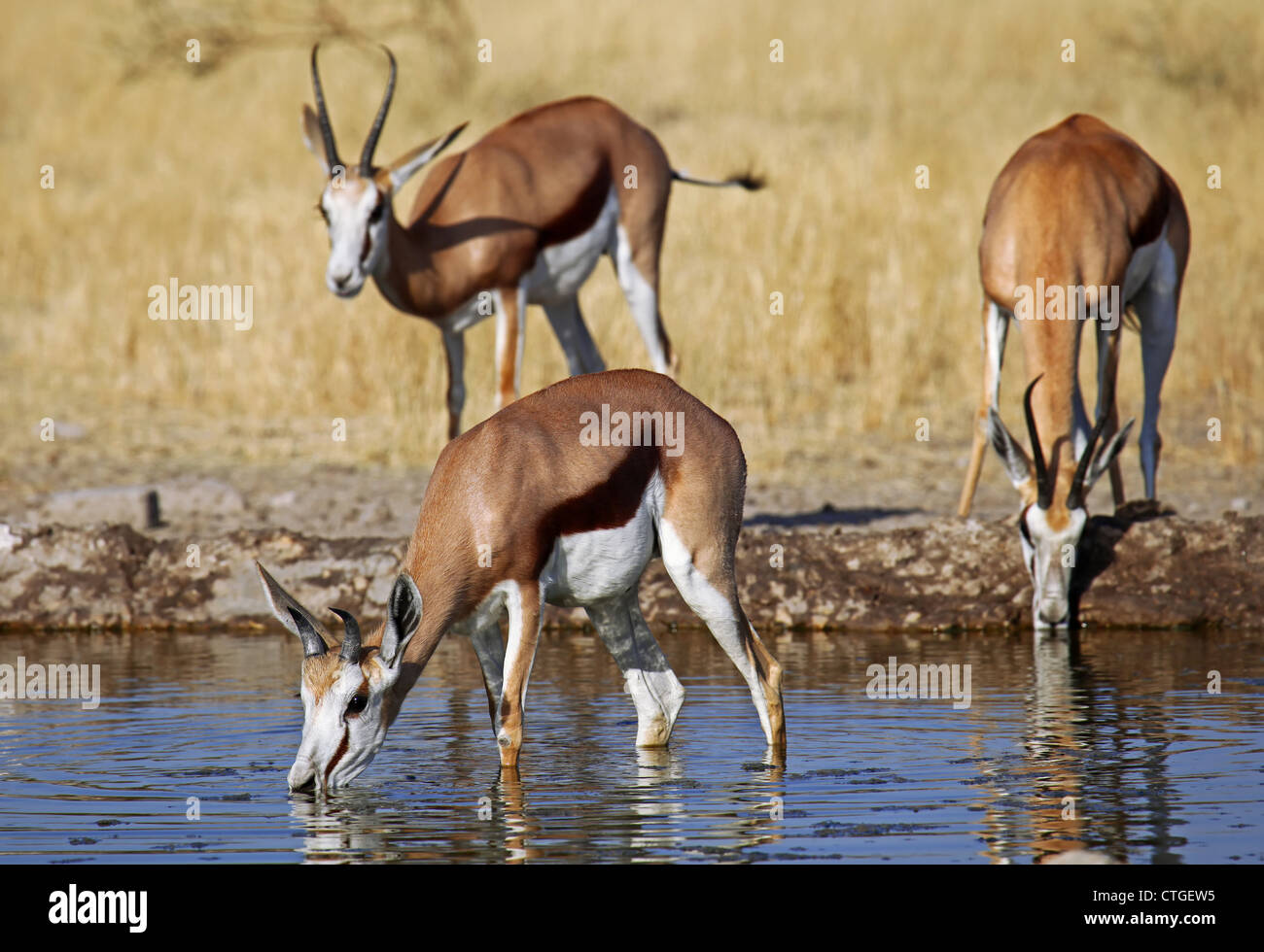 Springböcke, Central Kalahari Game Reserve, Botsuana, Tierwelt Stockfoto