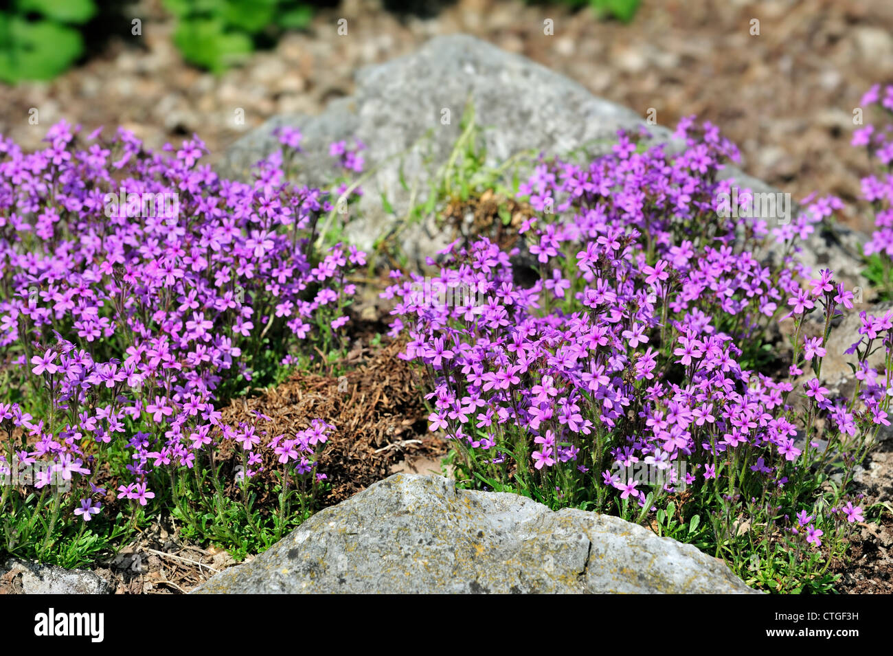 Fee Fingerhut / Starflower / Alpine Balsam / Leber Balsam (Erinus Alpinus) in Blüte, Pyrenäen, Spanien Stockfoto