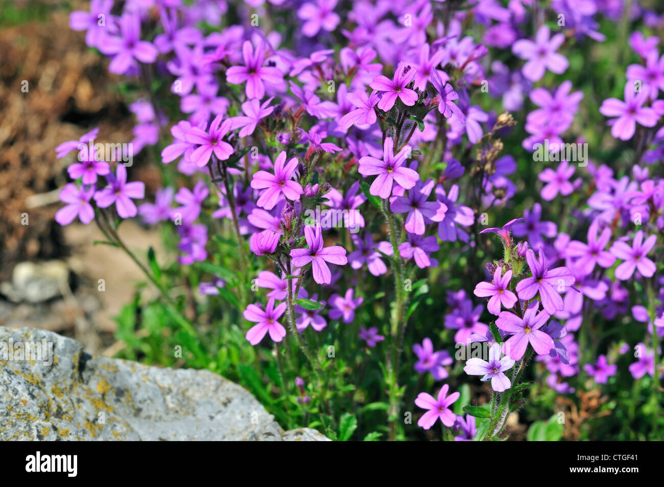 Fee Fingerhut / Starflower / Alpine Balsam / Leber Balsam (Erinus Alpinus) in Blüte, Pyrenäen, Spanien Stockfoto