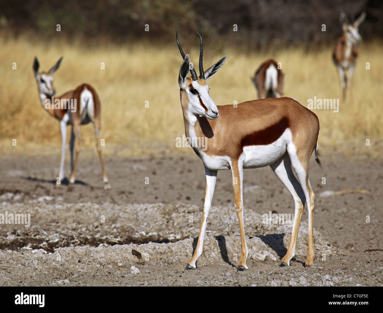 Springböcke, Central Kalahari Game Reserve, Botsuana, Tierwelt Stockfoto