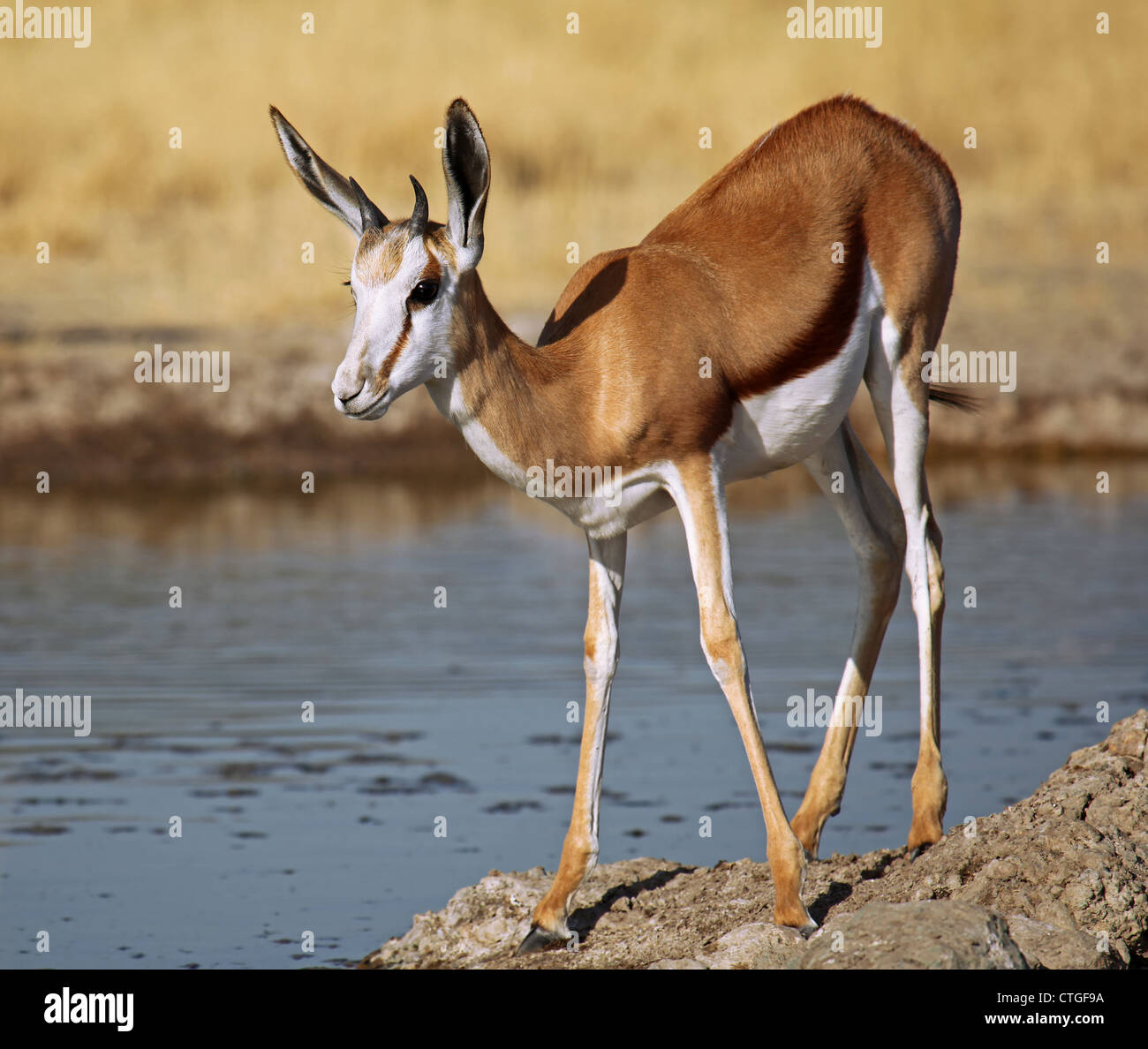 Springböcke, Central Kalahari Game Reserve, Botsuana, Tierwelt Stockfoto