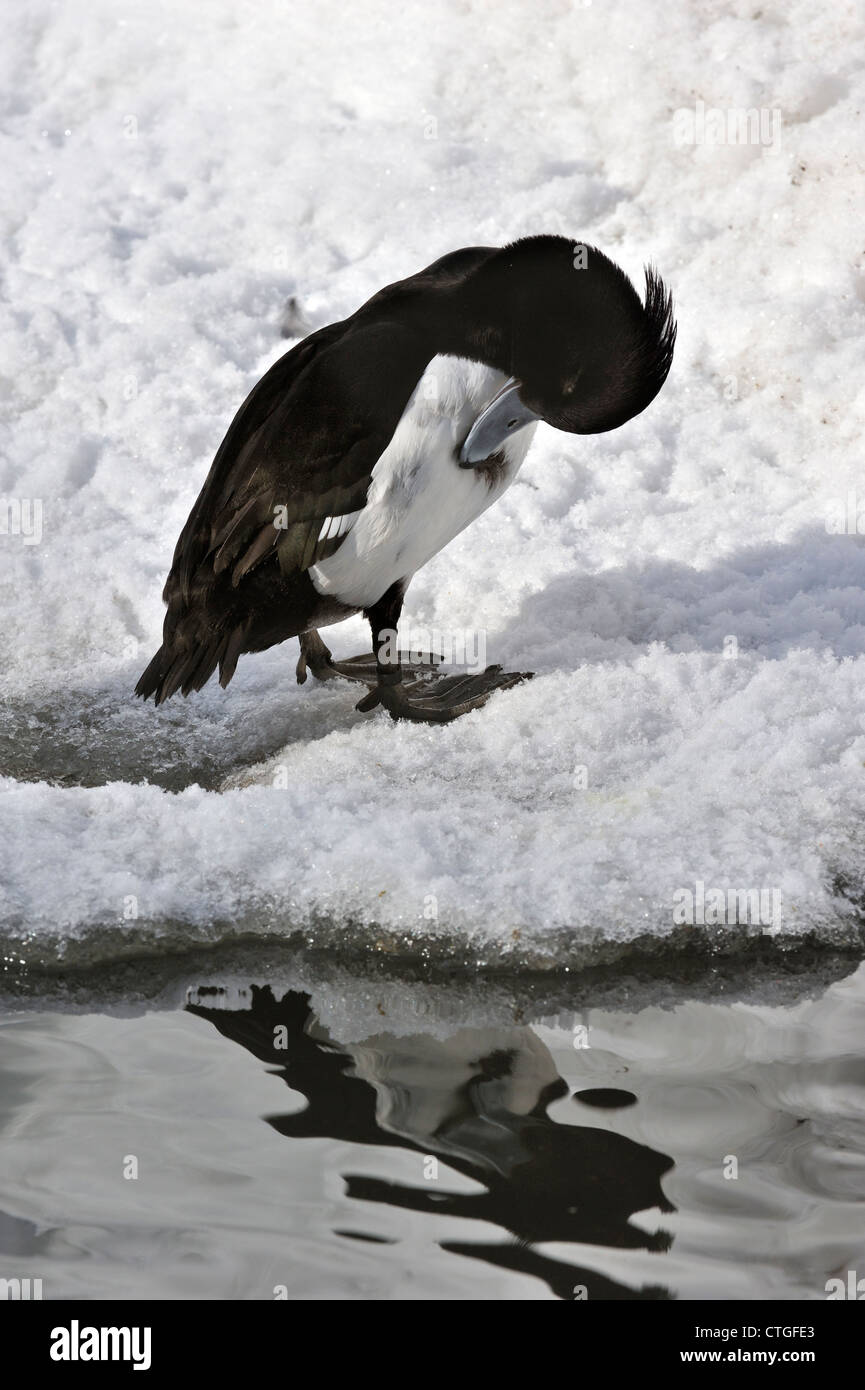 Reiherenten (Aythya Fuligula) männlich putzen Federn auf dem Eis des gefrorenen Ufer des Teichs im Winter, Deutschland Stockfoto