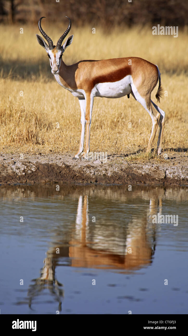 Springböcke, Central Kalahari Game Reserve, Botsuana, Tierwelt Stockfoto