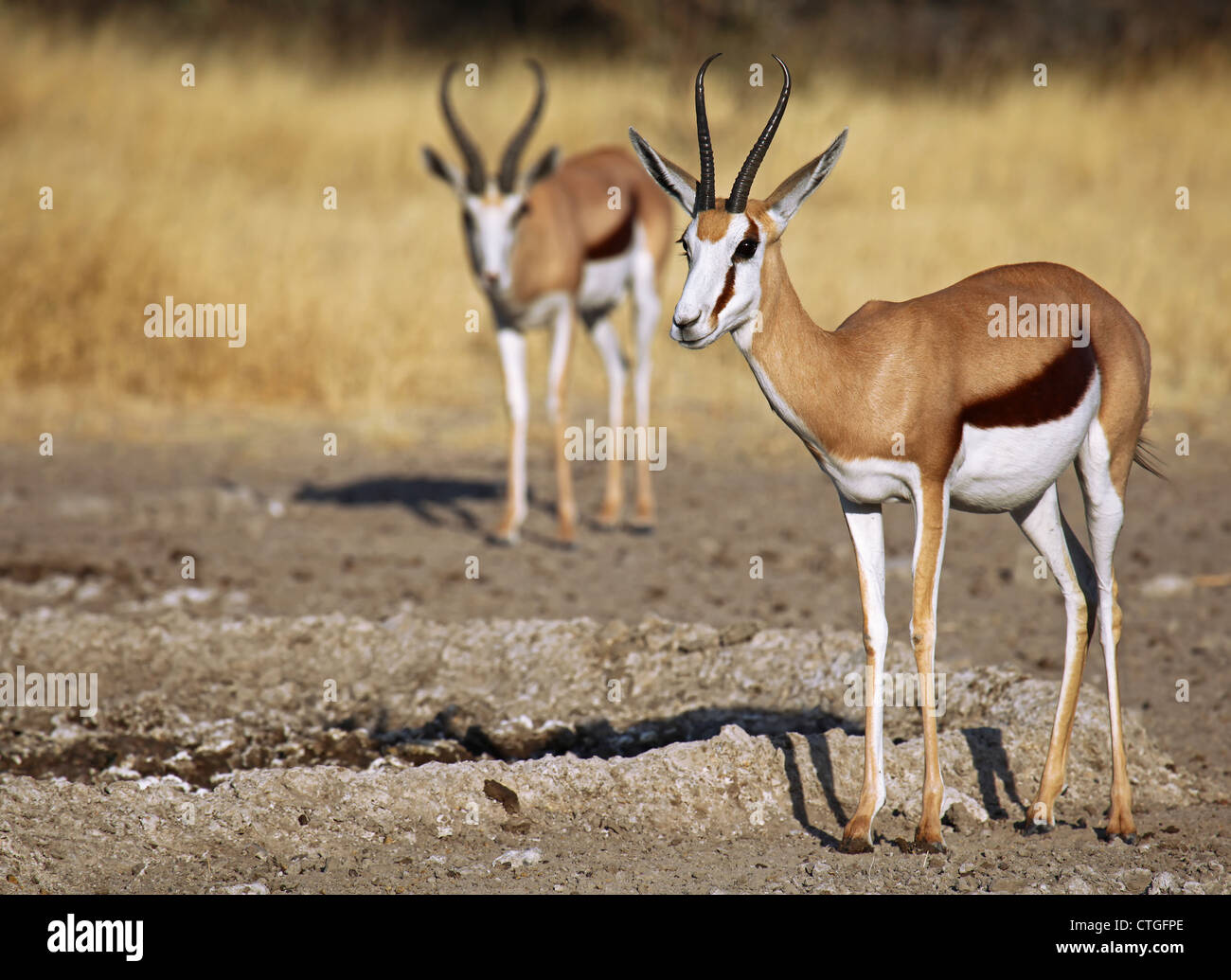 Springböcke, Central Kalahari Game Reserve, Botsuana, Tierwelt Stockfoto