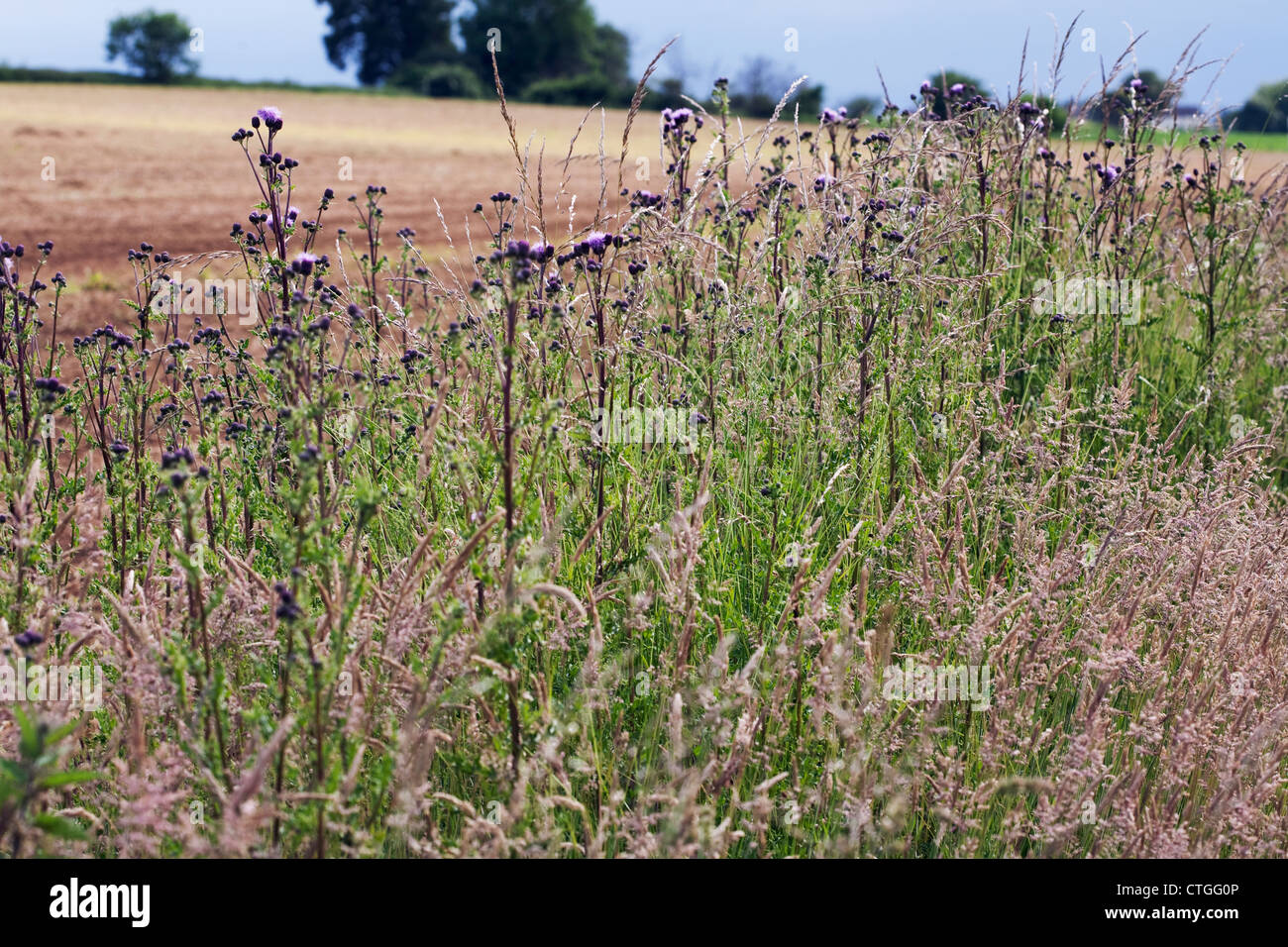 Cirsium Arvense, Distel, Creeping thistle Stockfoto