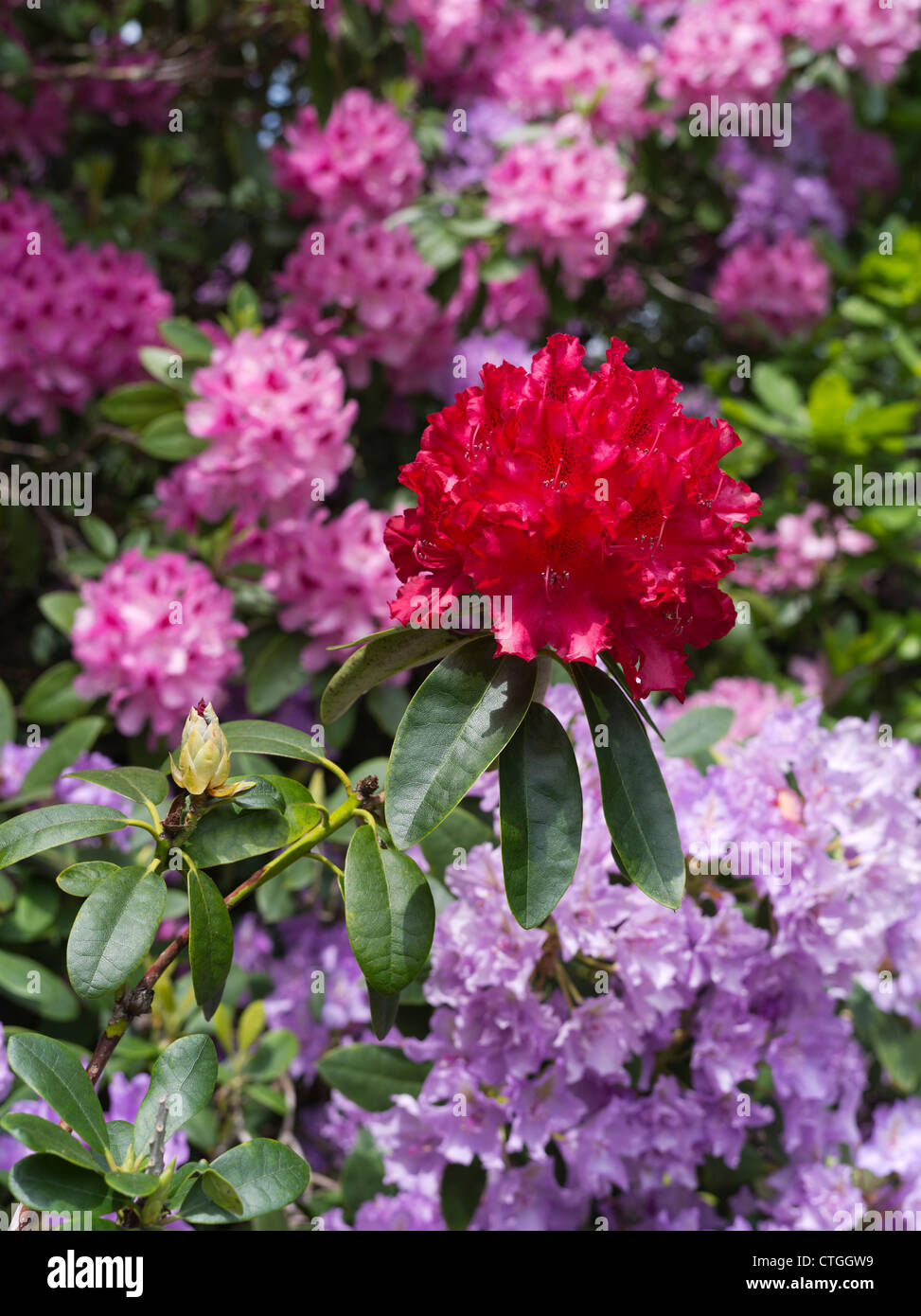 dh Rhododendron ponticum BEAULIEU HAMPSHIRE Rote Farbe Blume lila Sträucher blühende Busch Gartenblumen uk Gärten blühenden neuen Wald Rhododendrons Stockfoto