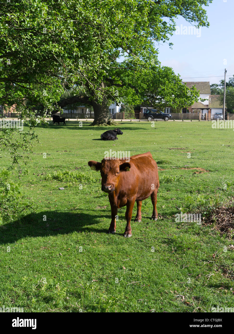 dh Brockenhurst NEUEN WALD HAMPSHIRE Kuh Rinder auf Dorf gemeinsam Land Nationalpark england Stockfoto