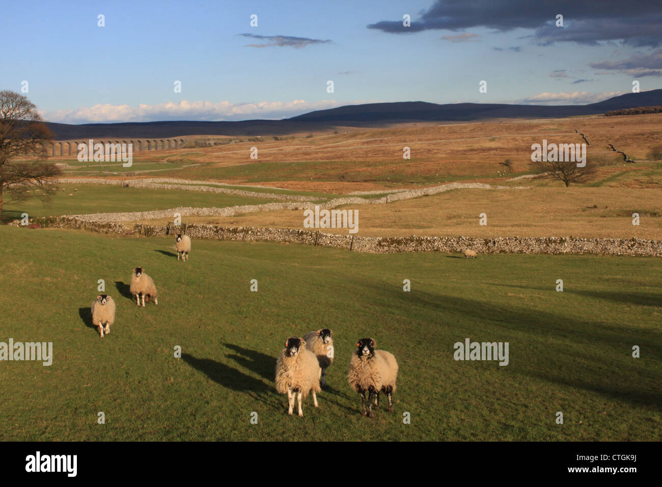 Schafe am Ribble Kopf Viadukt, Yorkshire Dales, Ingleton, Chapel-le-Dale Stockfoto