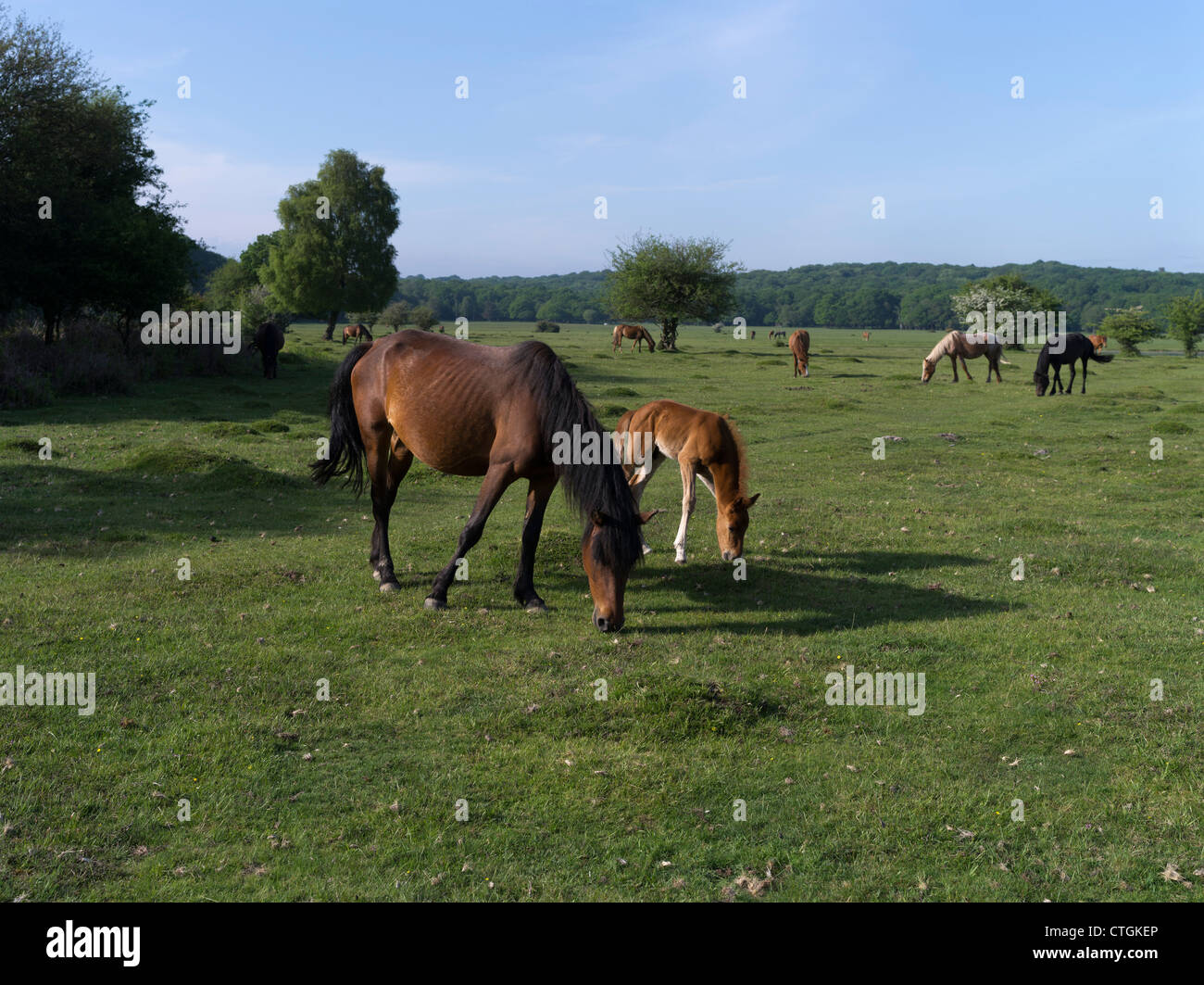 dh NEW FOREST HAMPSHIRE New Forest Pony Pferde und Fohlen Beweidung auf dem gemeinsamen Land Nationalwälder Park Ponys im Feld england Stockfoto