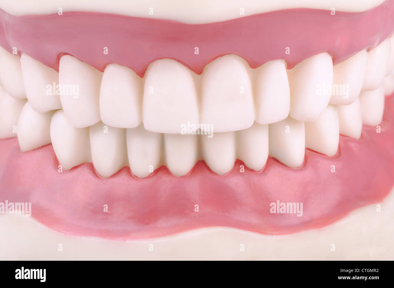 Dental Demonstrationsmodell der Zähne Stockfoto