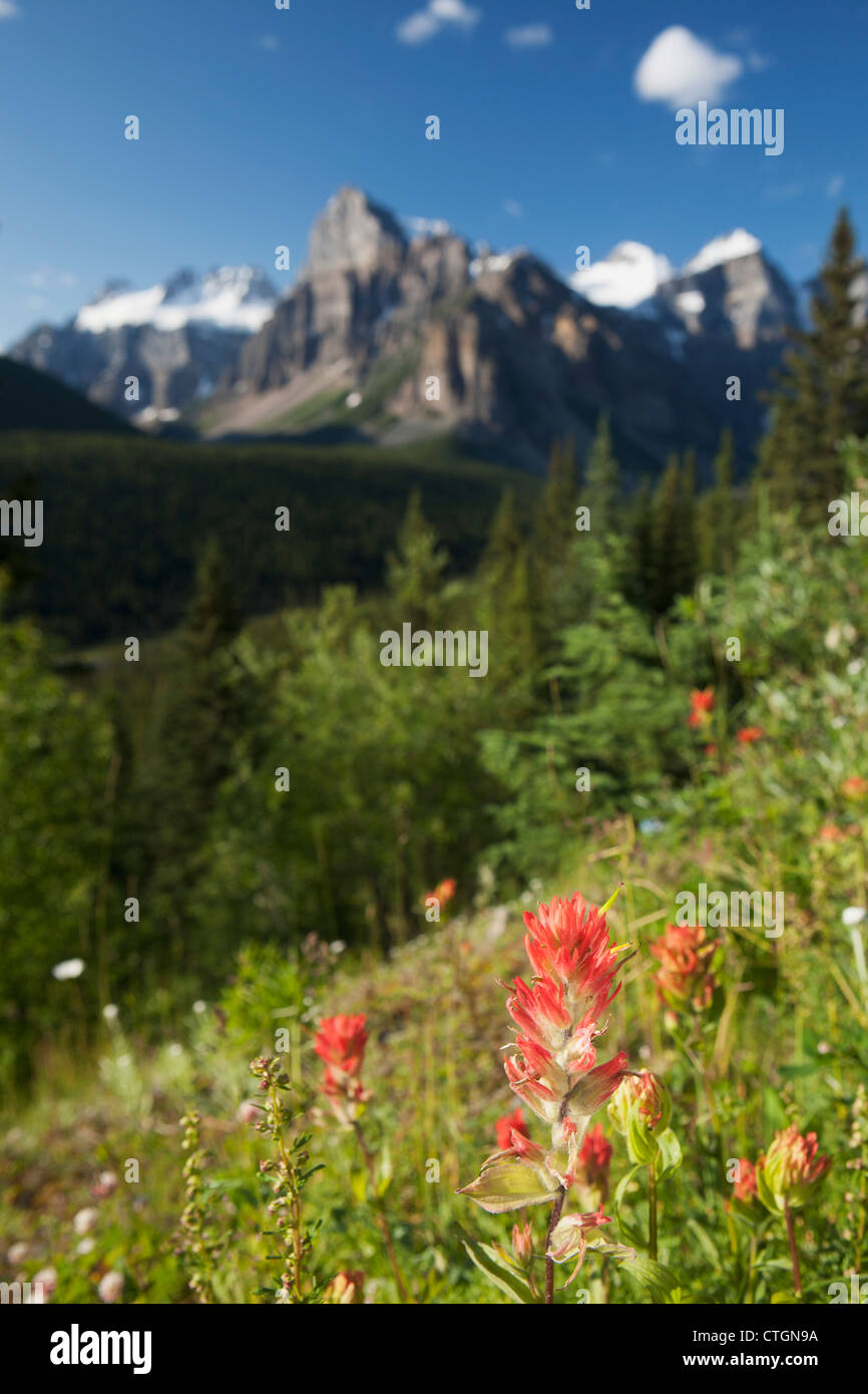 Indian Paintbrush Blumen auf einen Hügel mit Bergen In der Ferne und blauer Himmel; Alberta, Kanada Stockfoto