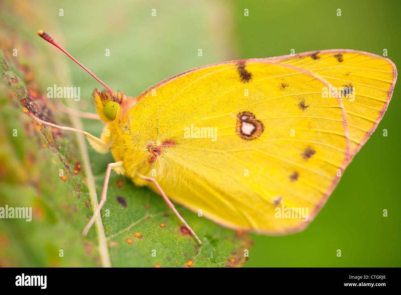 Ein gelber Schmetterling In einem Blatt; Dundee, Ohio, Vereinigte Staaten von Amerika Stockfoto