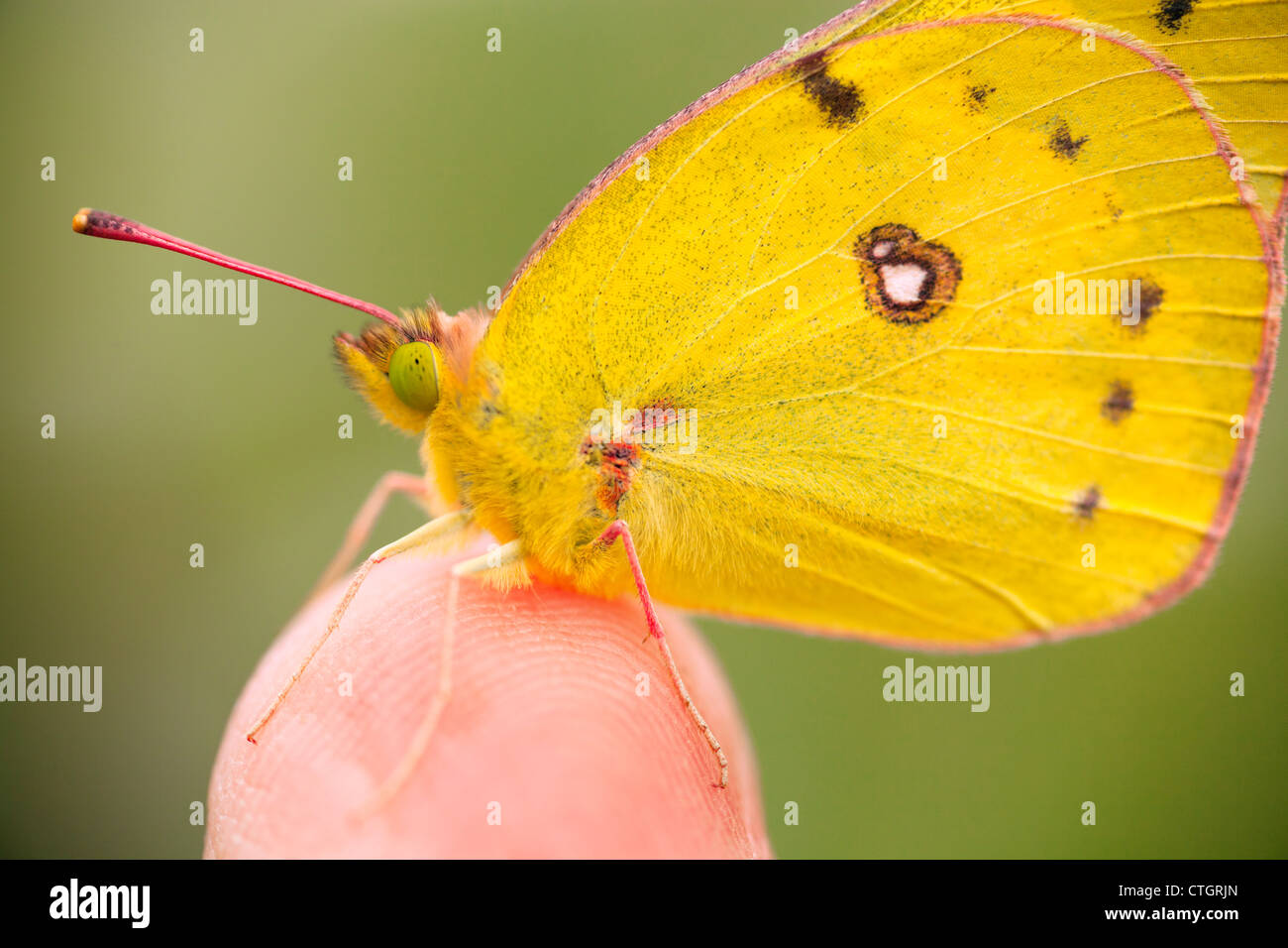 Ein Schmetterling auf der Fingerspitze; Dundee, Ohio, Vereinigte Staaten von Amerika Stockfoto