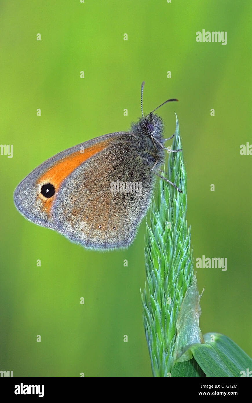 Kleine Heide (Coenonympha Pamphilus) ruht auf einem Ohr Stockfoto