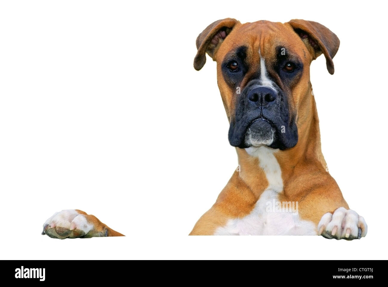 Betrachten Sie über weiße Fahne Hund Stockfoto