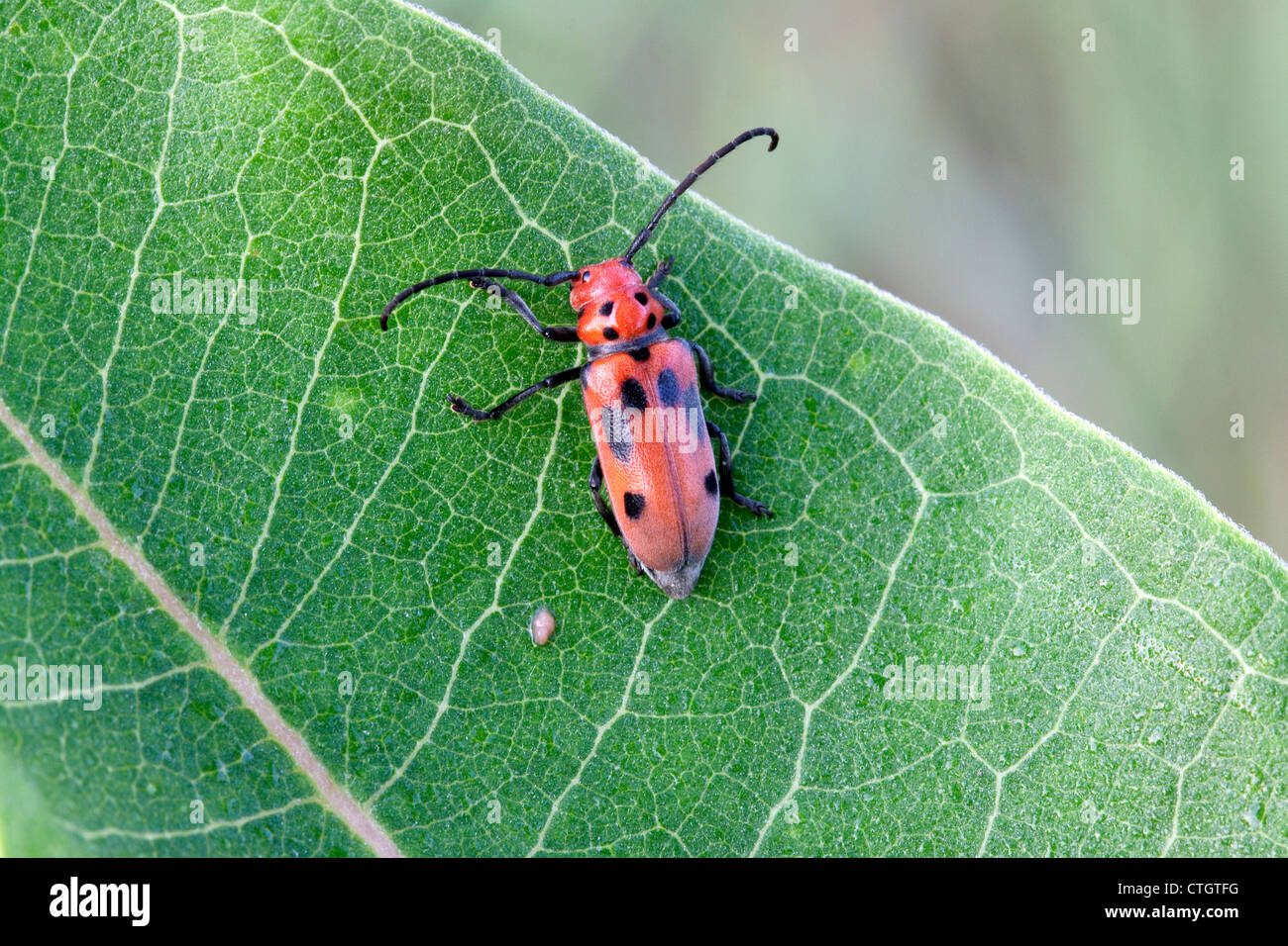 Rote Seidenpflanze Käfer Tetraopes tetrophthalmus Blatt auf gemeinsame Seidenpflanze Asclepias syriaca Eastern United States Stockfoto