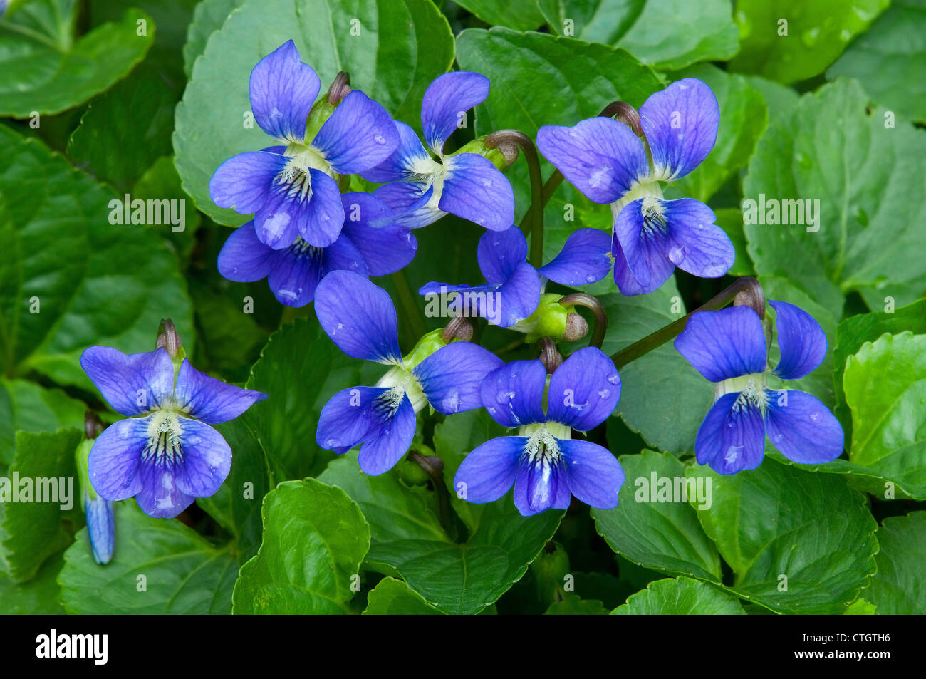 Blaues Violett ( Viola sororia ) in Blume, Frühling Ost USA von Skip Moody/Dembinsky Photo Assoc Stockfoto