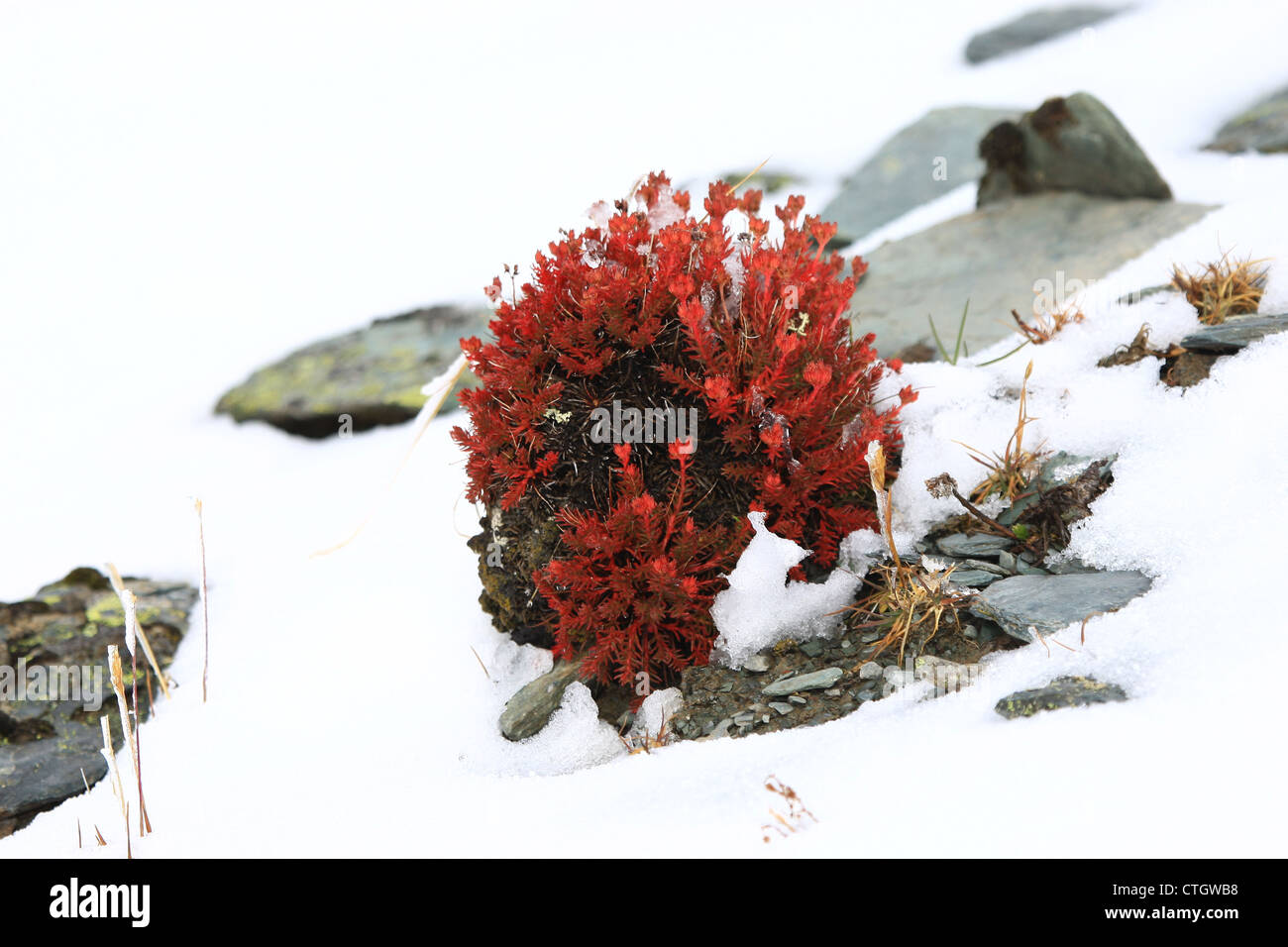 Kälte, weiß, rot, Blume, Einsamkeit, Geschenk, Zerbrechlichkeit, Liebe, Wind, winter Stockfoto