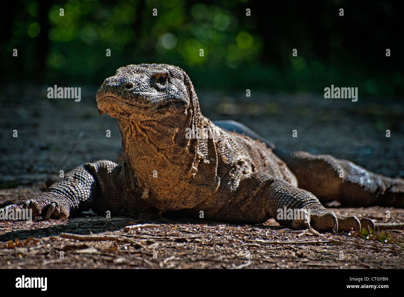 Der Komodowaran ist eine große Art Eidechse in den indonesischen Inseln Komodo, Rinca, Gili Motang und Flores Padar gefunden. Stockfoto