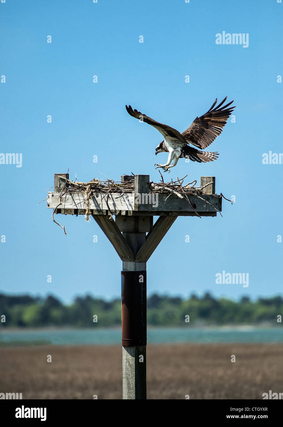 Osprey Landung in Salt Marsh Nest, Delaware Stockfoto