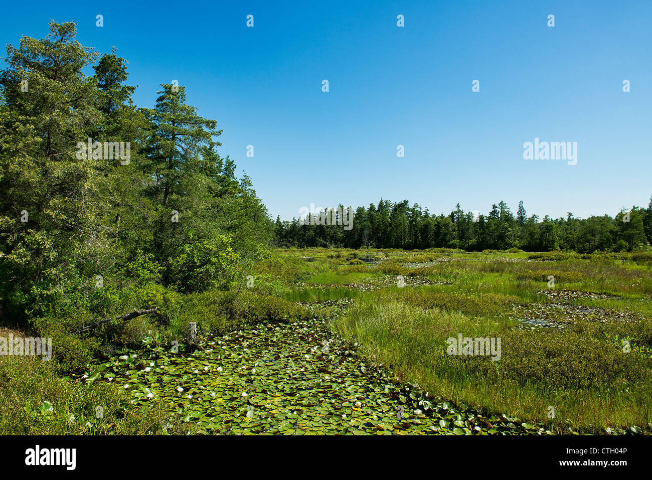 Sumpfigen Moore, Pine Barrens, New Jersey, USA Stockfoto