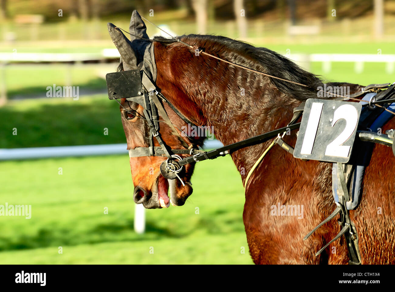 Pferderennen nach dem Rennen Pferdesport Stockfoto