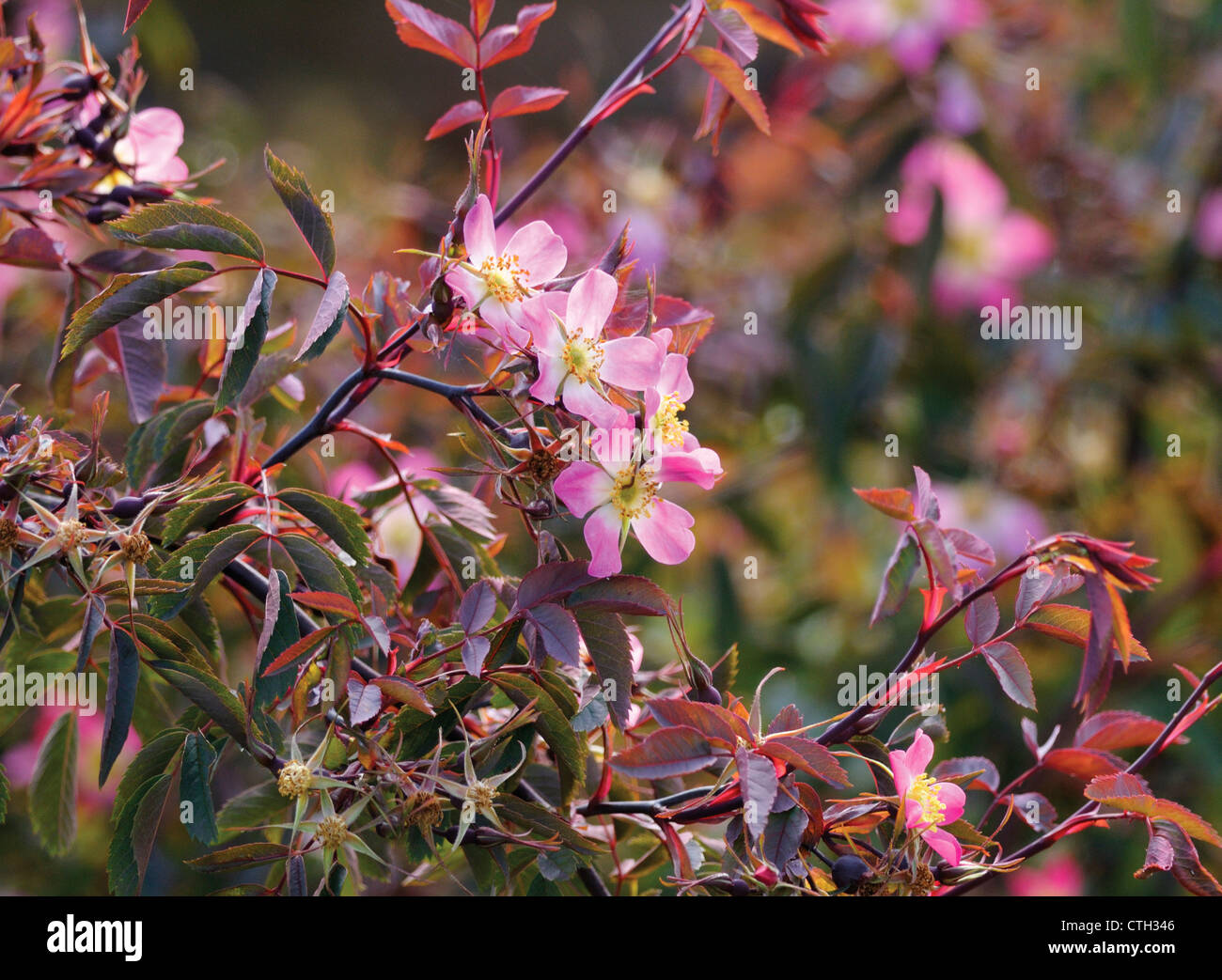 Rosa Glauca, Rose Stockfoto