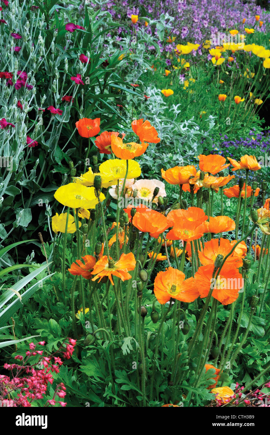 Papaver, Mohn, Orange farbigen Blumen und anderen Mischfarben in einem Garten Grenze. Stockfoto