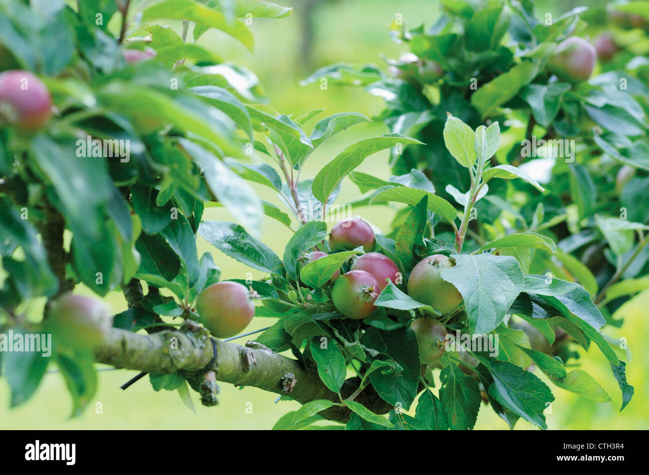 Malus Domestica 'Charles Ross', Apple Stockfoto