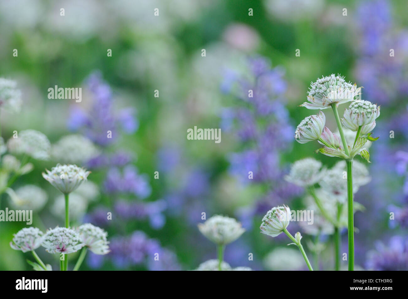 Astrantia, Meisterwurz Stockfoto