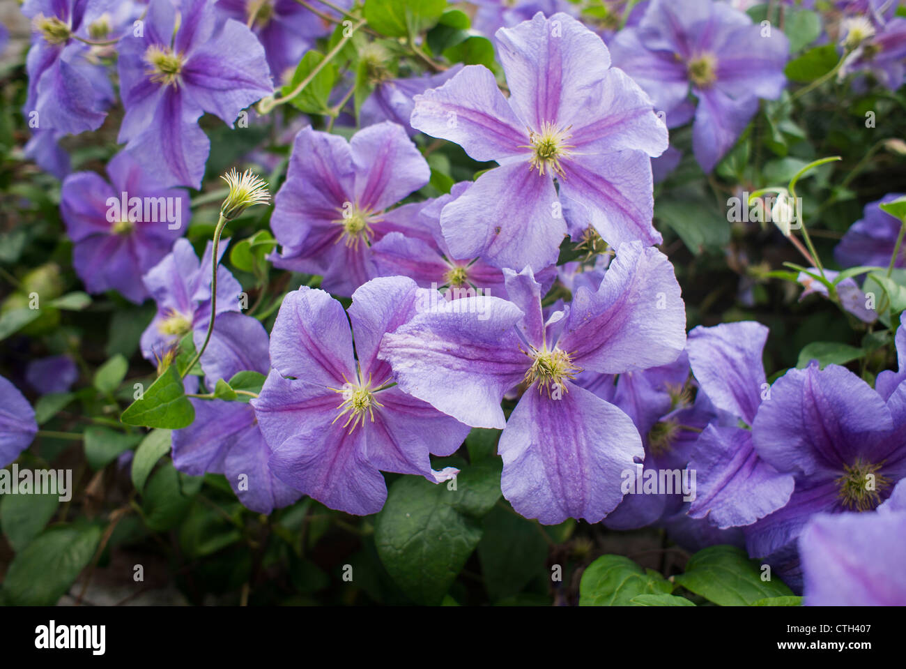 Clematis Perle D'Azur Blüte im September Stockfoto