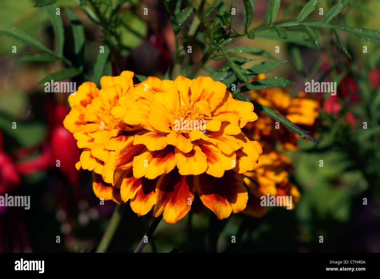 RINGELBLUME Stockfoto