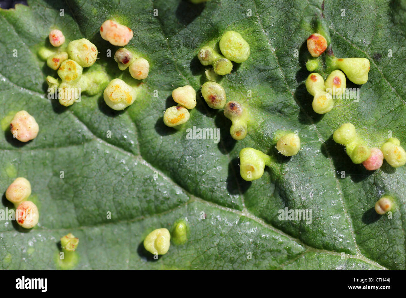 Blister Galls auf gemeinsame Erle Alnus Glutinosa Blatt verursacht durch die Milbe Eriophyes laevis Stockfoto