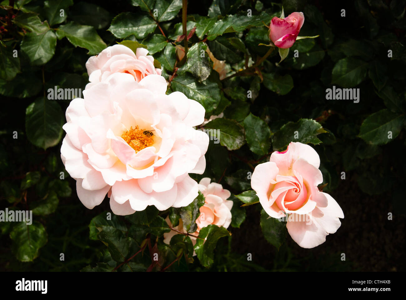 Rosa Valentine Herzen (Juni) Stockfoto