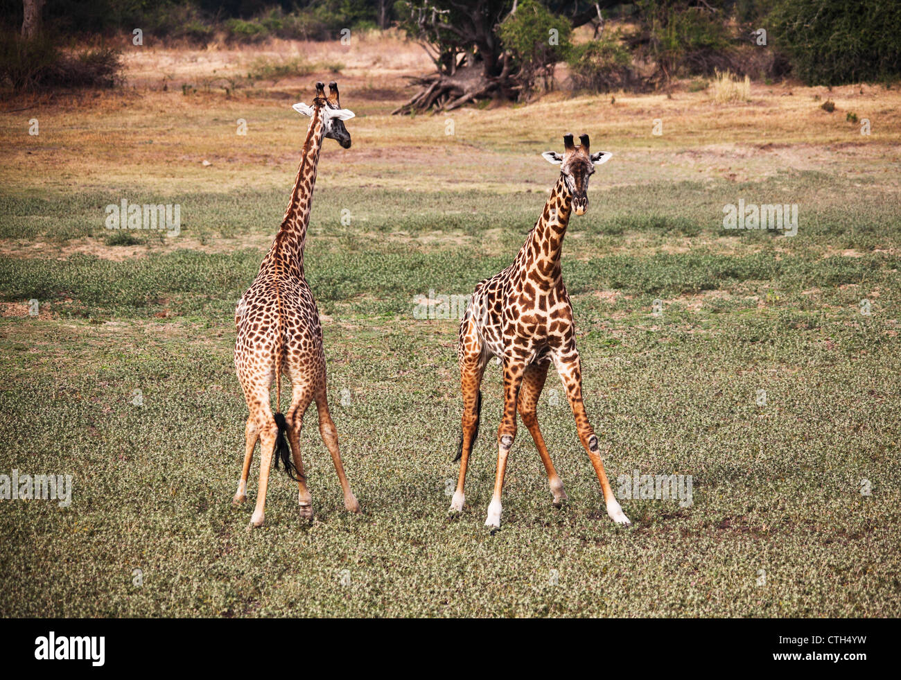 Giraffe im Luangwa Nationalpark Sambia Stockfoto