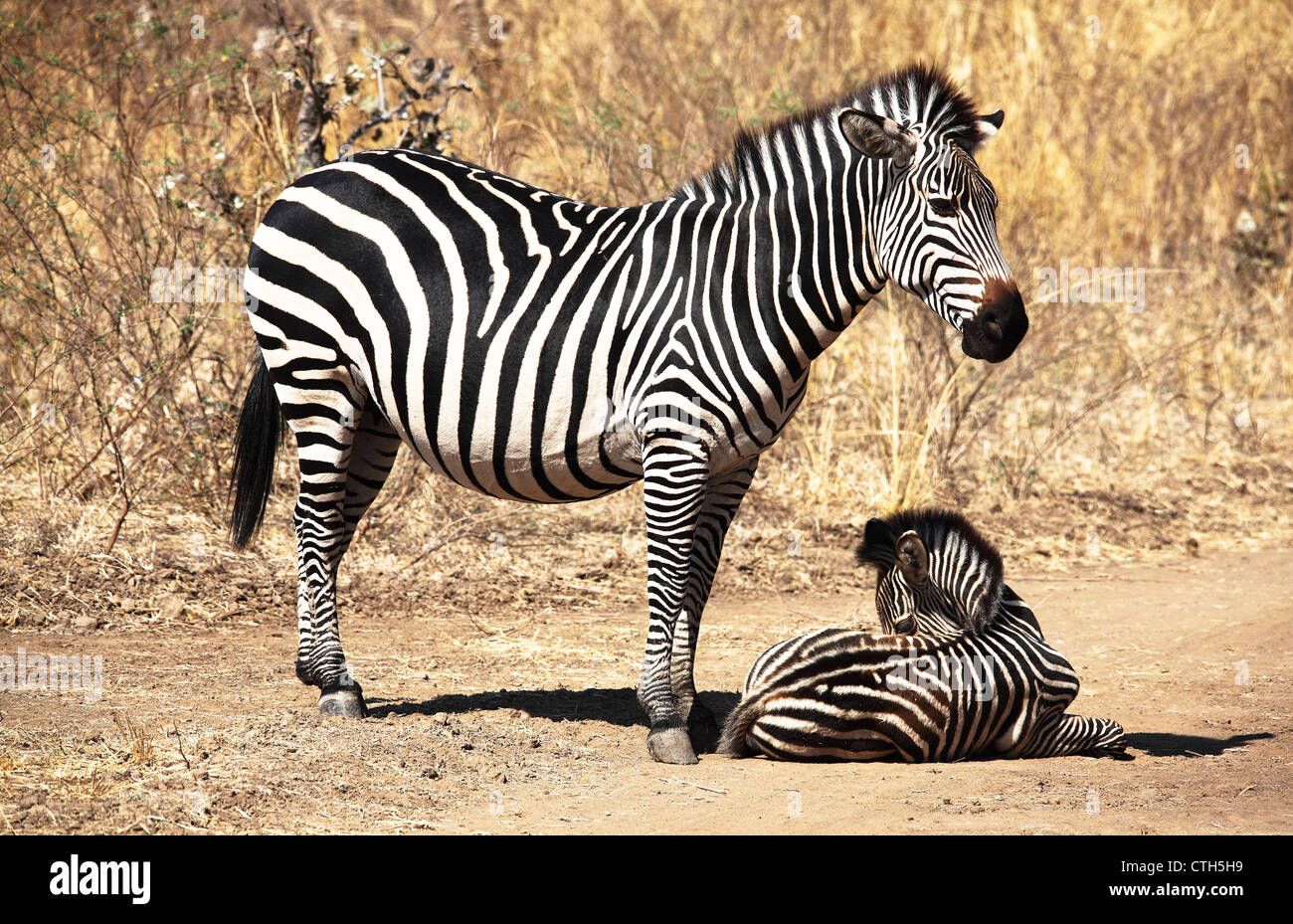 Zebra-Mutter und Baby in Luangwa Nationalpark Sambia Stockfoto