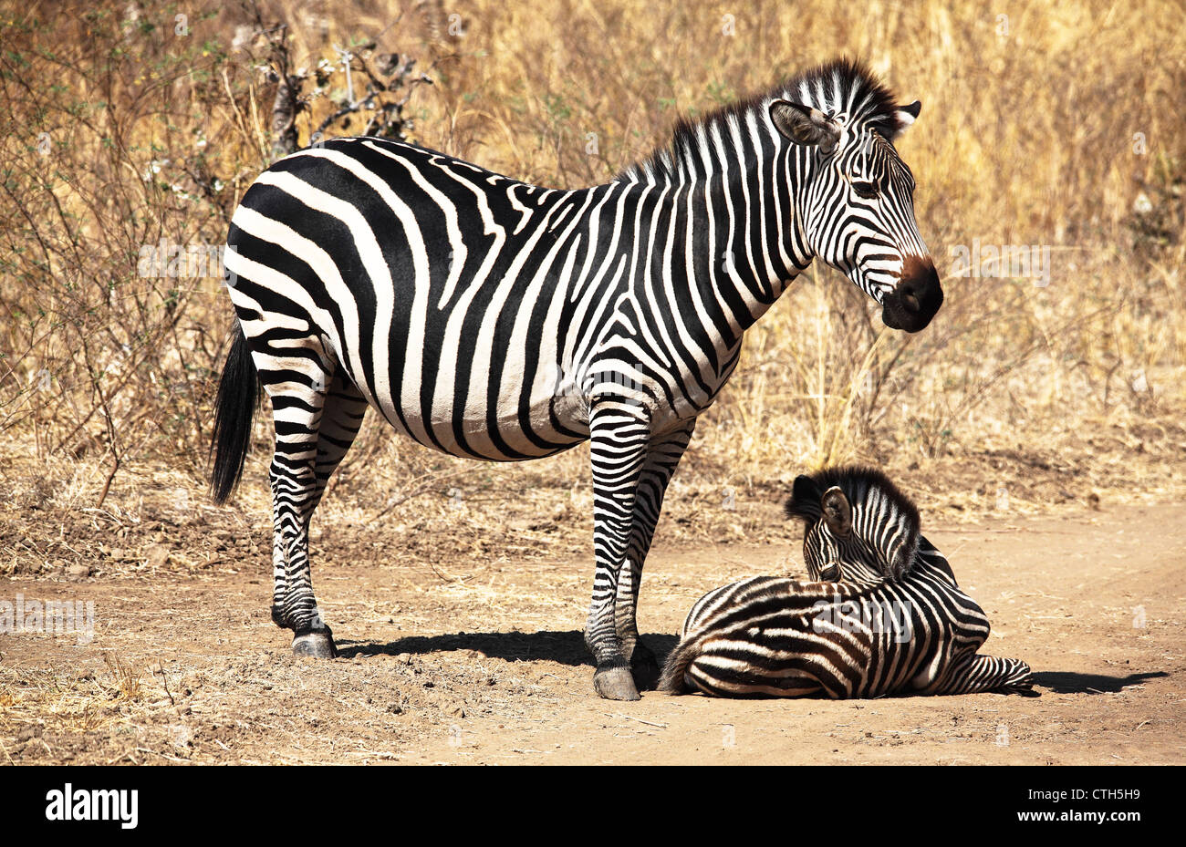 Zebra-Mutter und Baby in Luangwa Nationalpark Sambia Stockfoto Zebra-Mutter und Baby in Luangwa Nationalpark Sambia Stockfoto