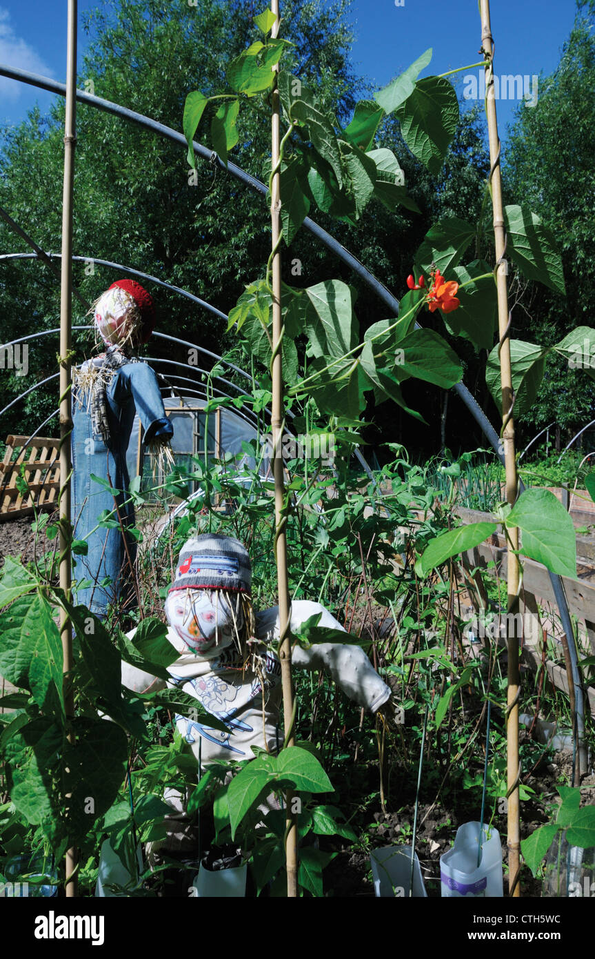 Phaseolus Coccineus, Runner bean Stockfoto