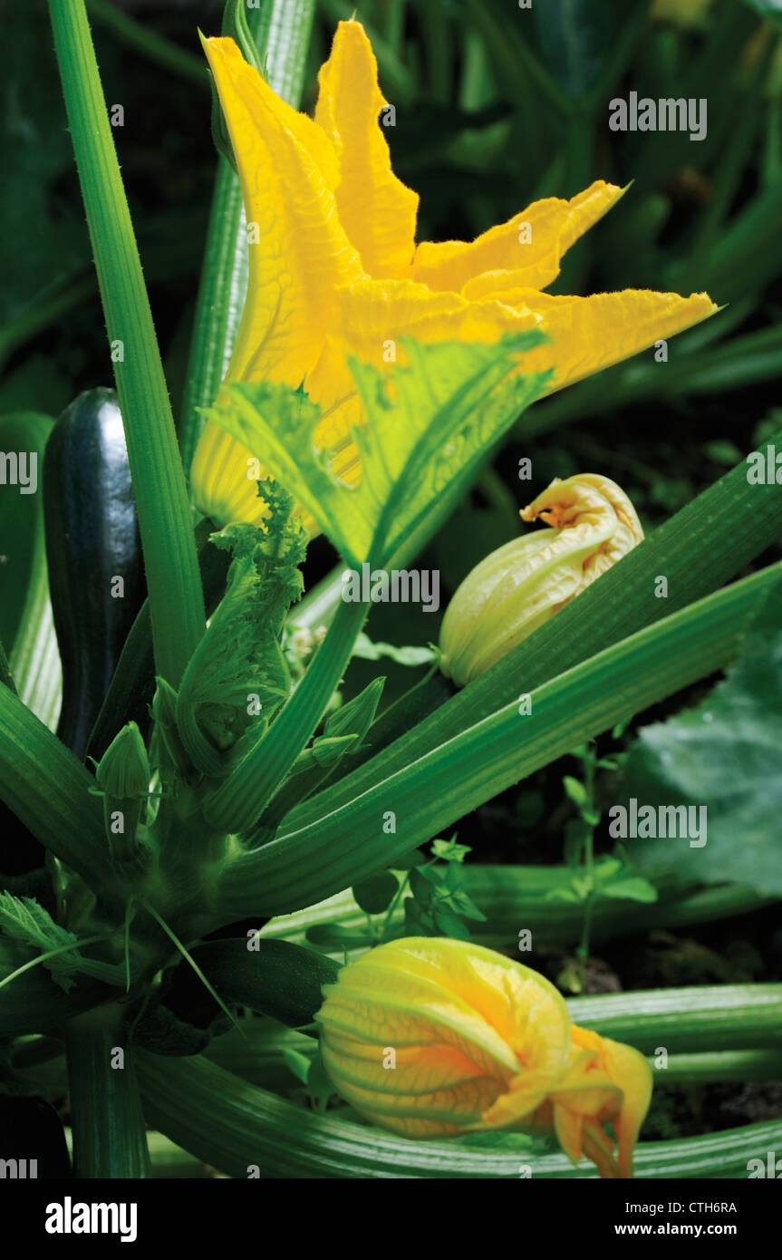 Curcubita Pepo, Zucchini Stockfoto