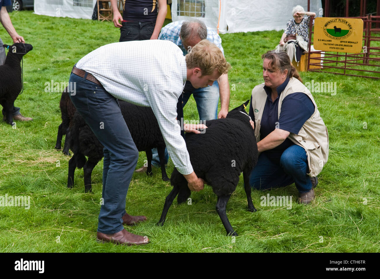 Black Welsh Mountain Schafe beurteilt in kleinen ländlichen Land zeigen auf Bauernhof am Cwmdu Powys Wales UK Stockfoto