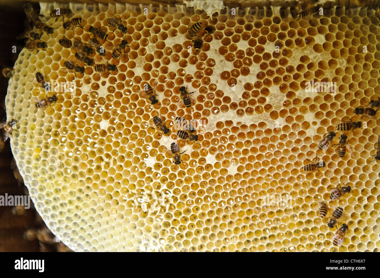 Das Innere eines Bienenstocks auf dem Bauernhof der Imker masahiro Tominaga, inadani, Präfektur Nagano, Japan Stockfoto