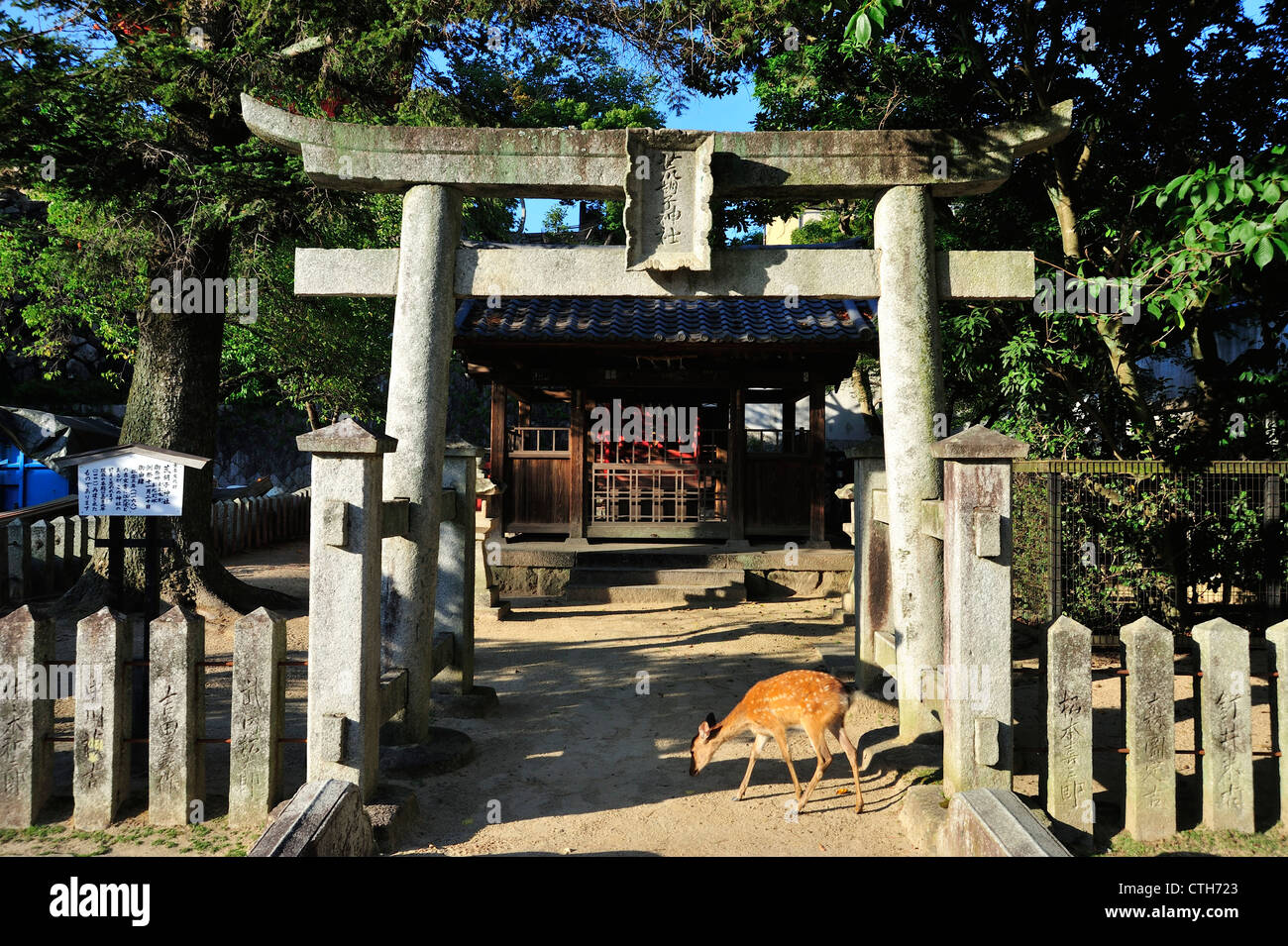 Hirsch vor Torii, Miyajima, Hiroshima-Präfektur, Honshu, Japan Stockfoto