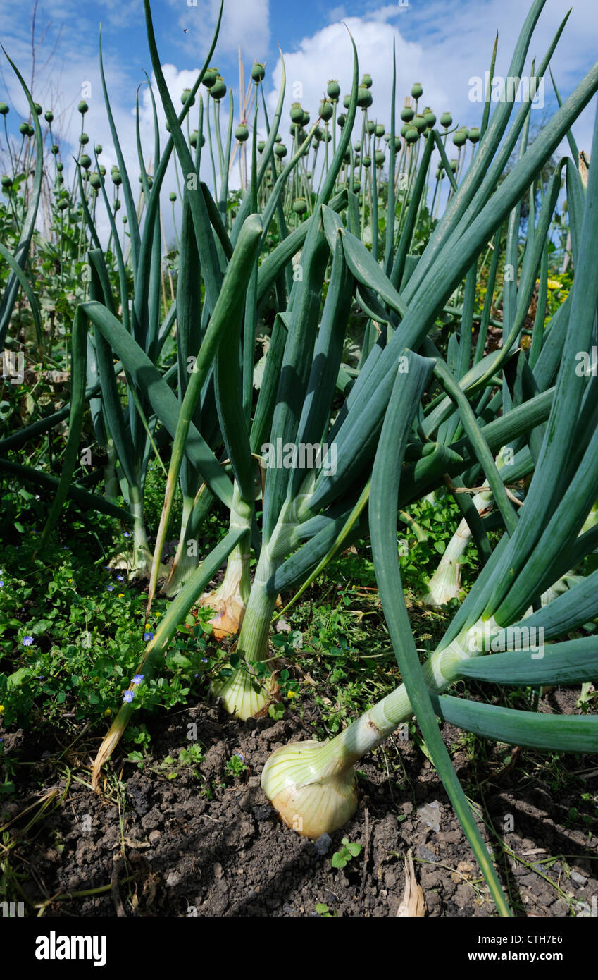 Allium Cepa, Zwiebel Stockfoto