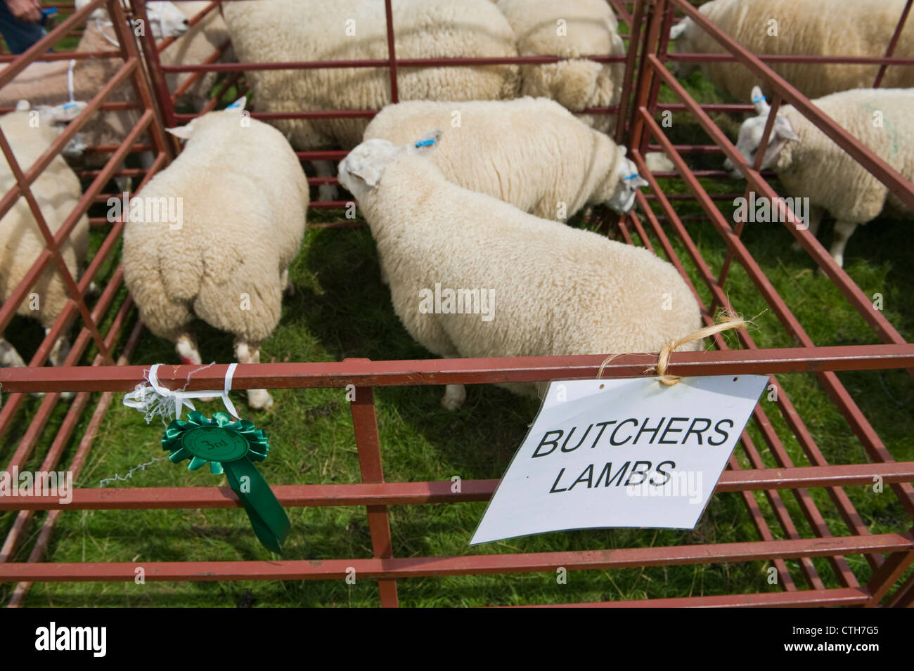 Metzger Lämmer bei kleinen ländlichen Land Show am Bauernhof bei Cwmdu Powys Wales UK Stockfoto